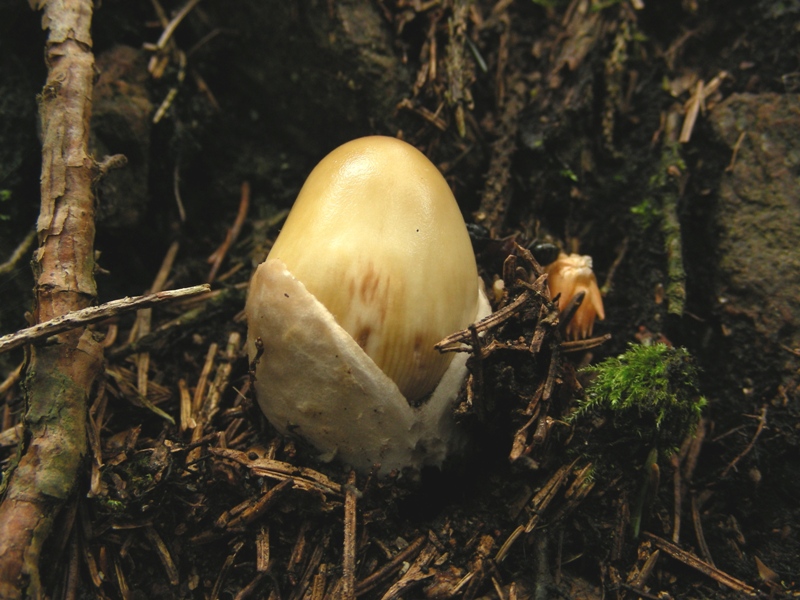 Amanita submembranacea